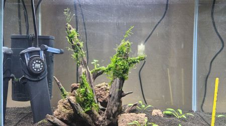 Démarrage Aqua crevettes