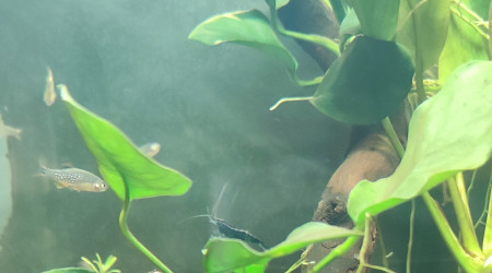 Introduction danio margaritatus x 12