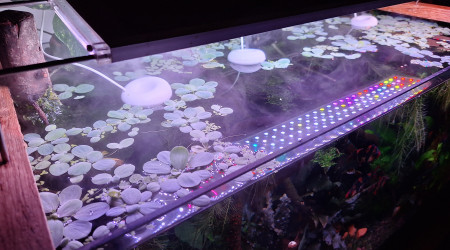 Je suis puceronné !