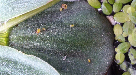 Je suis puceronné !