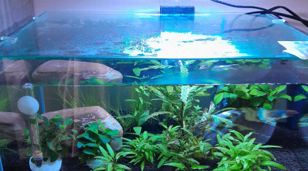 aquarium nouvel aquarium