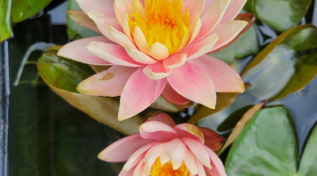 Deux fleurs de nénuphar