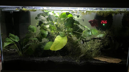aquarium Forêt Anubias