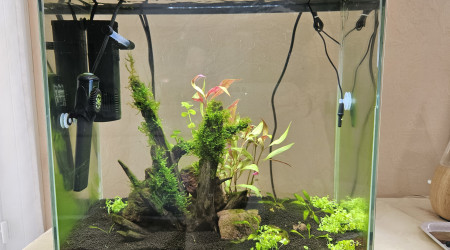 aquarium Crevettes