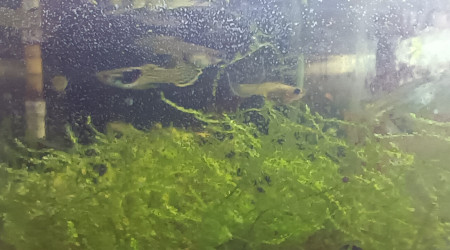 aquarium endlers jaunes et survivante bleue