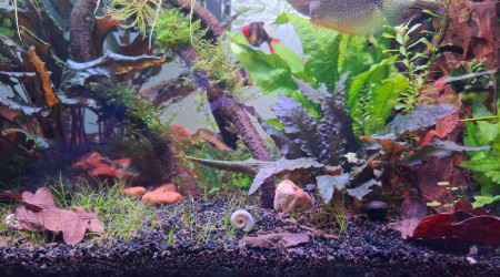 Poissons, escargots, écrevisse