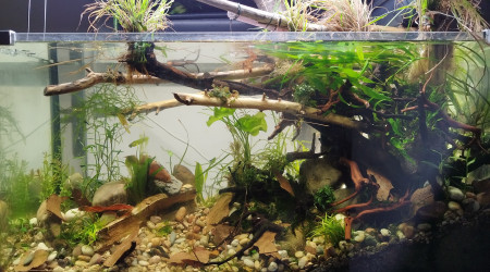 Rajoute des morceaux de feuilles de catapas.