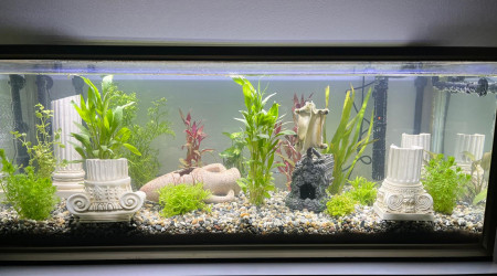 aquarium Vestige grecque