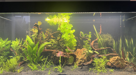 Mise en place des plantes