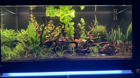 Premiere taille des plantes