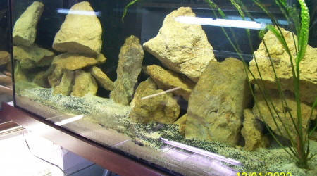 aquarium 450 litres tanganyika
