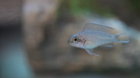 jeune neo multifaciatus