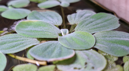 Évolution de Ash Nazg