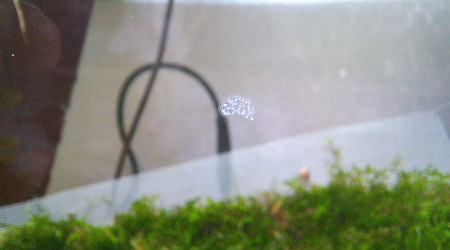 Évolution de Ash Nazg