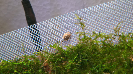 Évolution de Ash Nazg