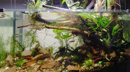 aquarium Biotope Asiatique - Chay River  Vietnam  - Tanichthys albonubes