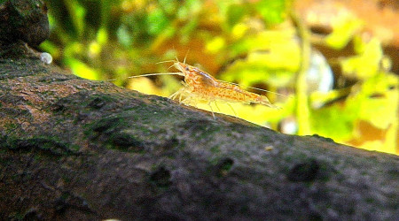 Un babay dans la Cascade