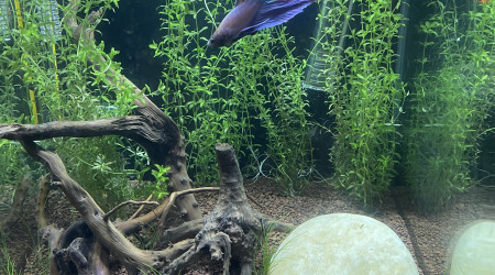 aquarium Amtra 20L
