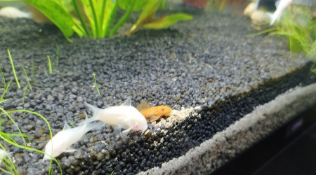 Corydoras et ancistrus <3