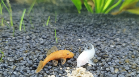 Corydoras et ancistrus <3