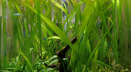 aquarium Crevette Neocaridina blue velvet