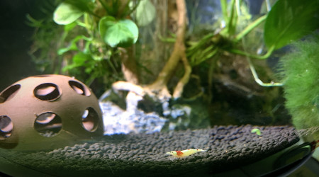 Les crevettes de compette ?