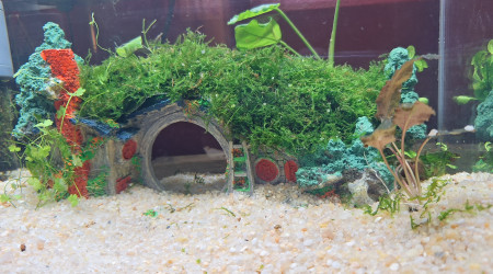 Ash nazg durbatulûk