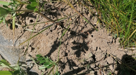 Mise en place-collecte de la terre