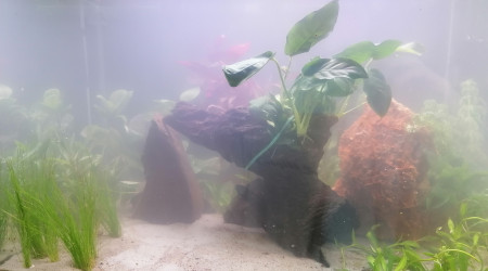 Mise en place - plantation et mise en eau