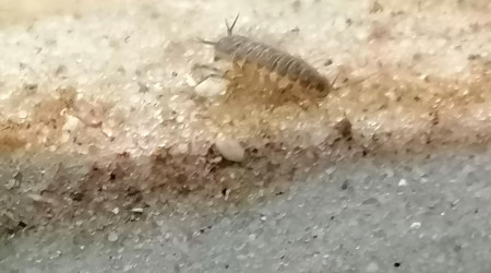 La 1er bestiole macroscopique