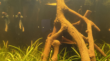 aquarium Combattant