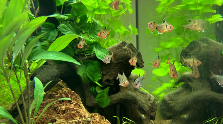 aquarium Aquarium Juwel 160L