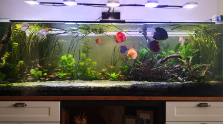 aquarium Bac communautaire