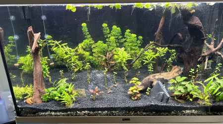 aquarium 250L
