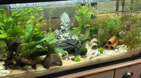 aquarium The First