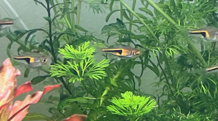 Trigonostigma hengeli