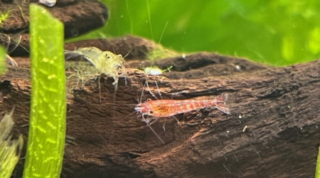 Neocaridina davidi
