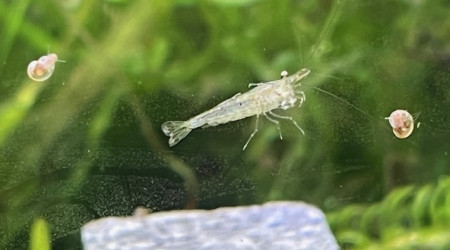 Neocaridina davidi