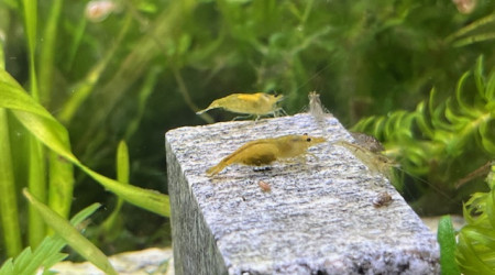 Neocaridina davidi
