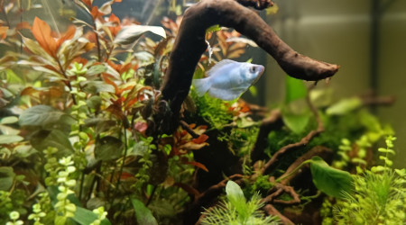 Gourami femelle