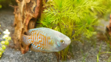 Gourami mâle