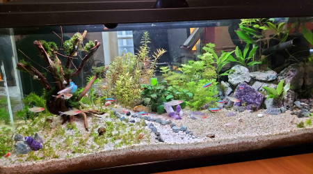 Communautaire S+3 Mise en eau, S+1 Vivants