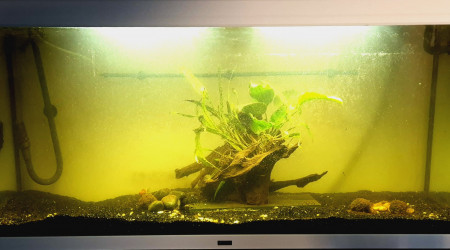 aquarium Voiles de Chine