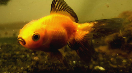 Tête de lion rouge et noir