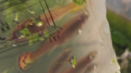 Guppys léopard jaune