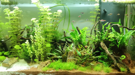 aquarium bac 200L eau douce