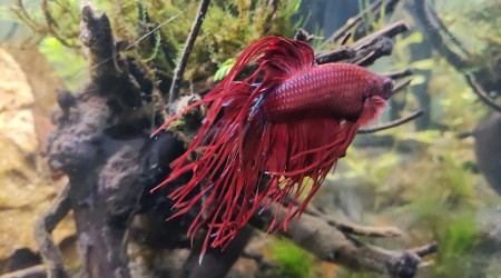 bac 33L eau douce 25/11/2023