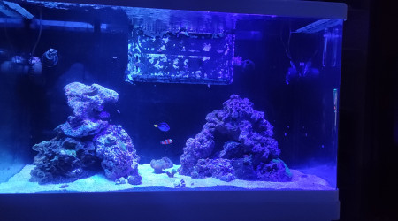 aquarium bac 250L marin