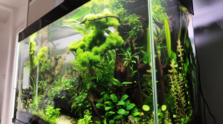 2 juillet 2024 - Le bac commence à prendre des couleurs