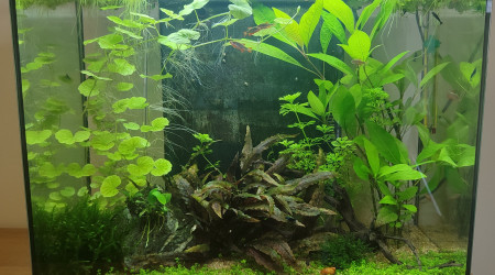 Avec du CO2 et le bon engrais ca change tout!